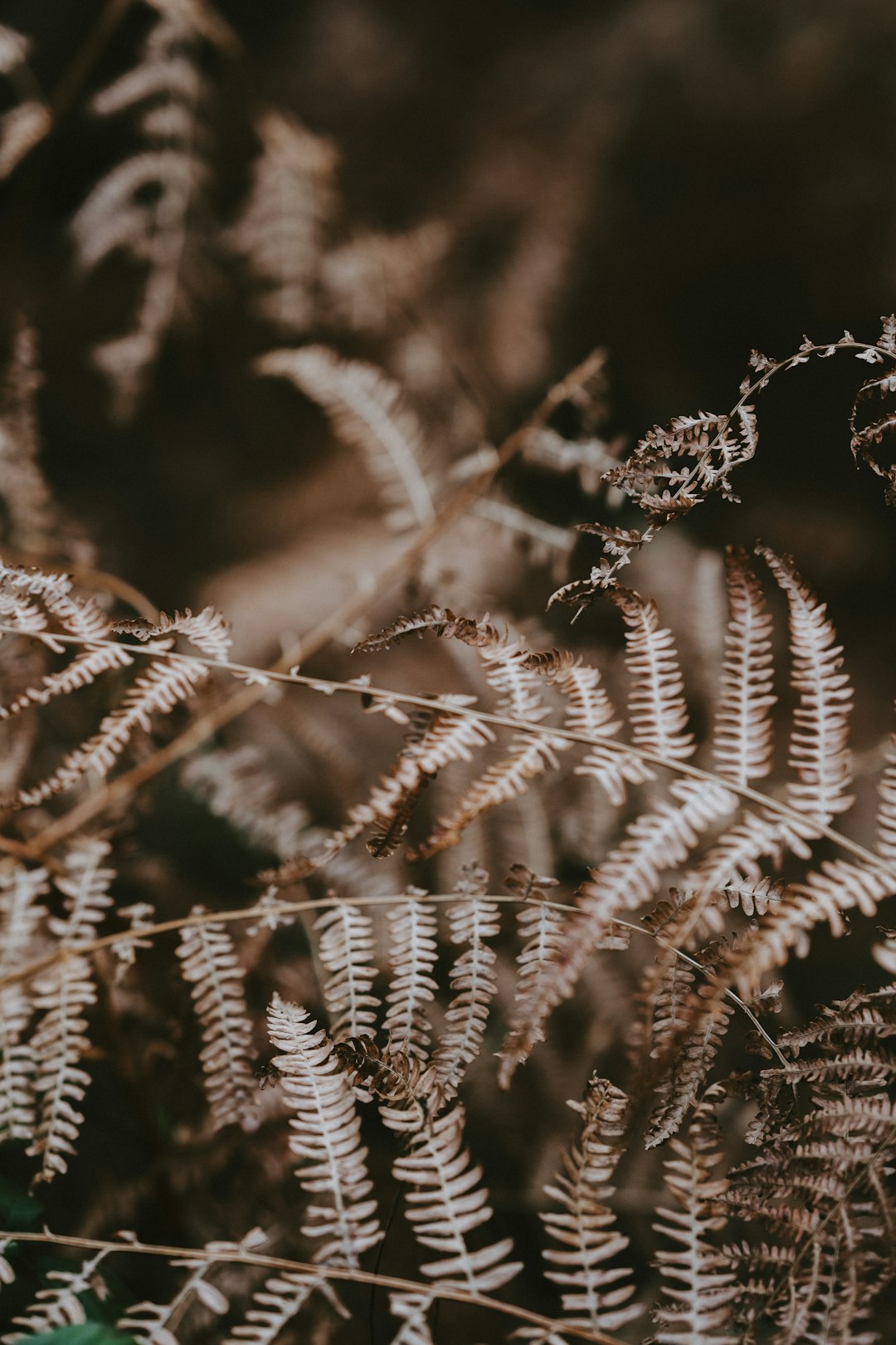 brown ferns