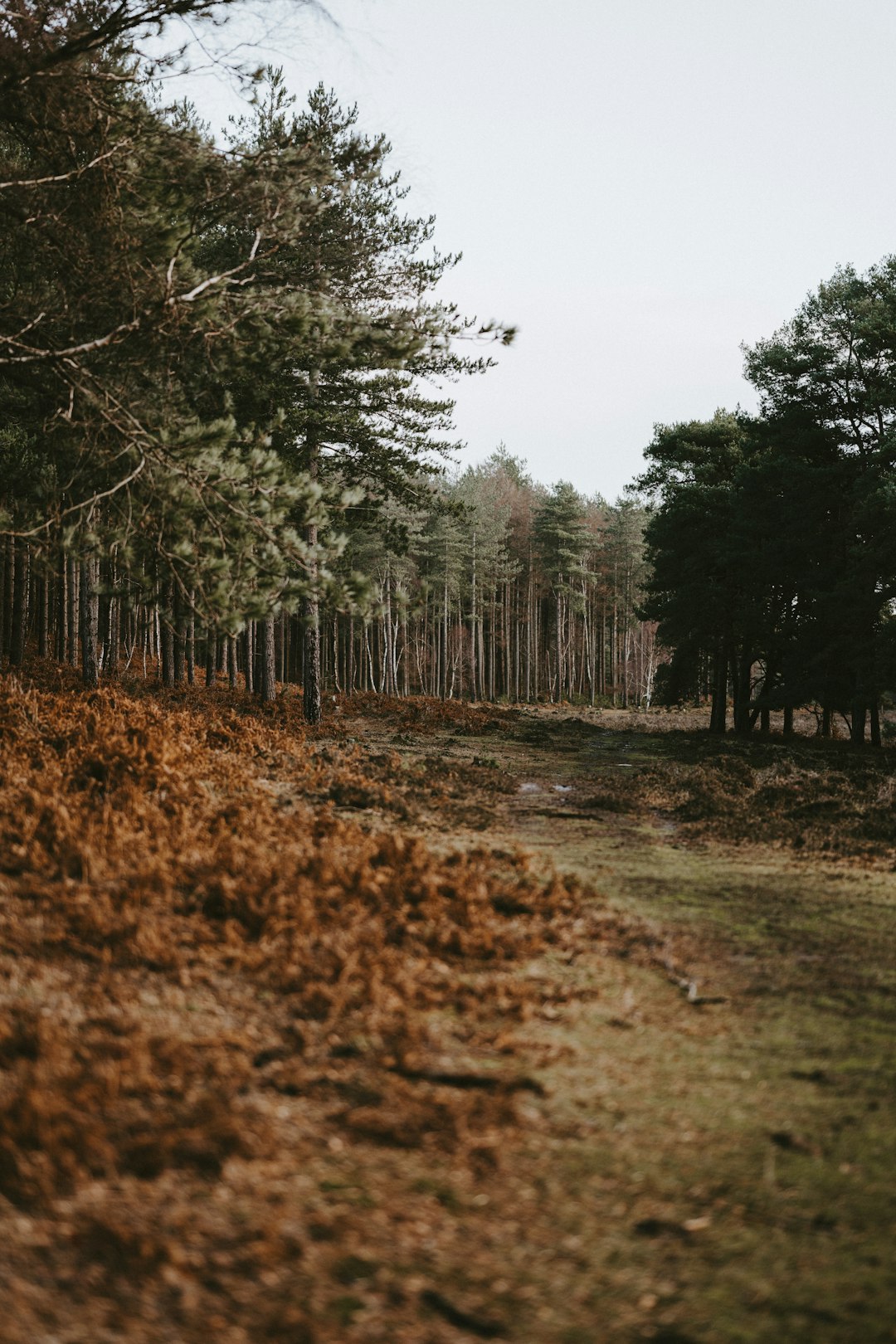 pine trees in the middle of the forest under white sky