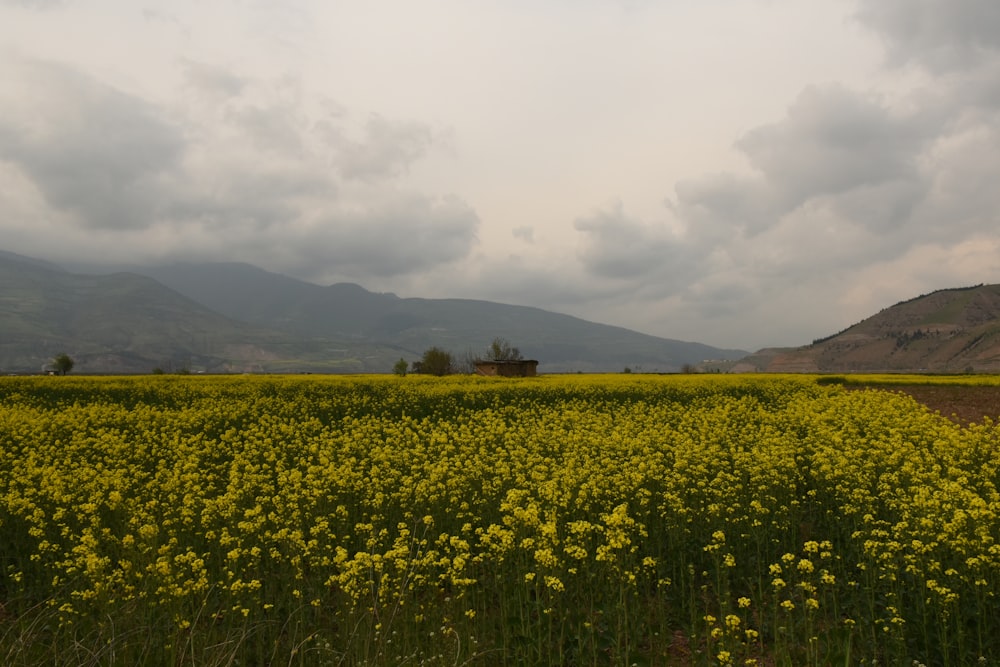 campo de flores de pétalos amarillos bajo el cielo nublado