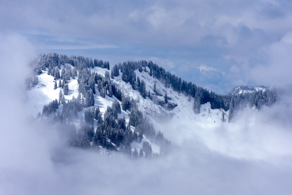 aerial photography of field and trees covered with snow under white and blue sky