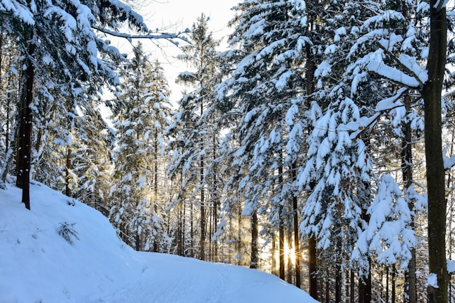 Snow-covered trees line the path through a forest, with sunlight filtering through branches, creating a serene winter landscape.