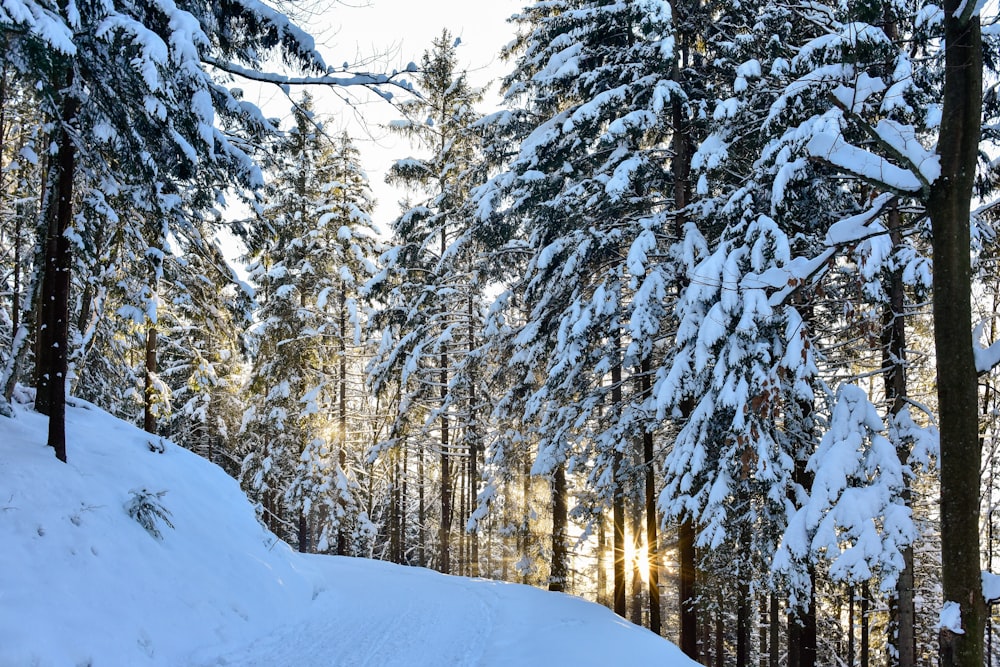 snow-covered trees