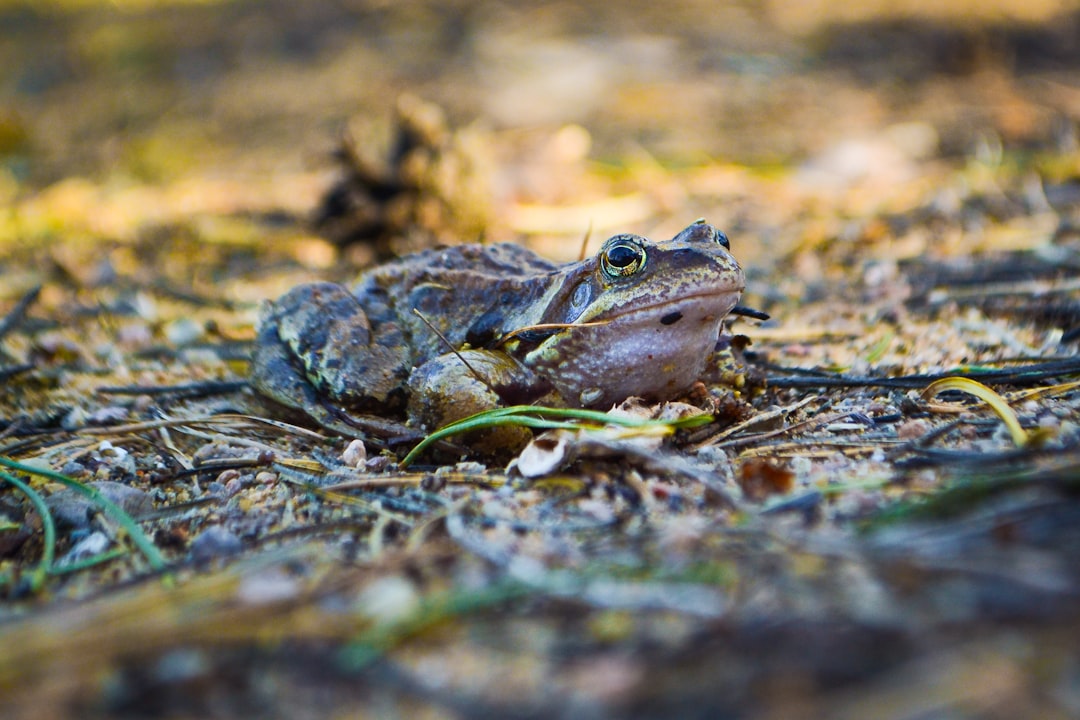 selective focus photography of a brown toad in the ground