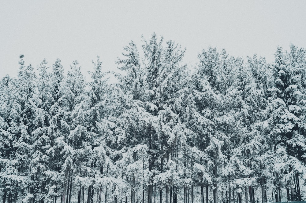 green trees covered with white snow