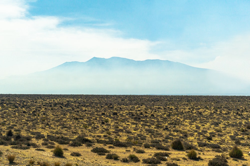 bushes on desert under blue sky