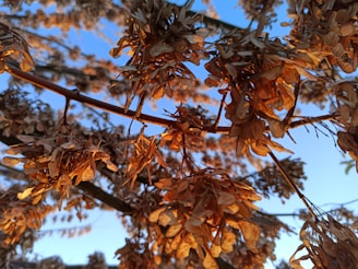 Ripe tamarind pods hanging from lush green branches in sunlight.