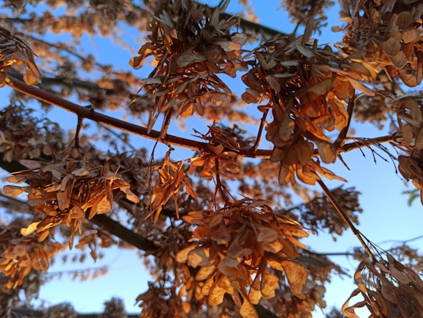 Shikakai pods hanging from a tree branch with soft golden light filtering through.
