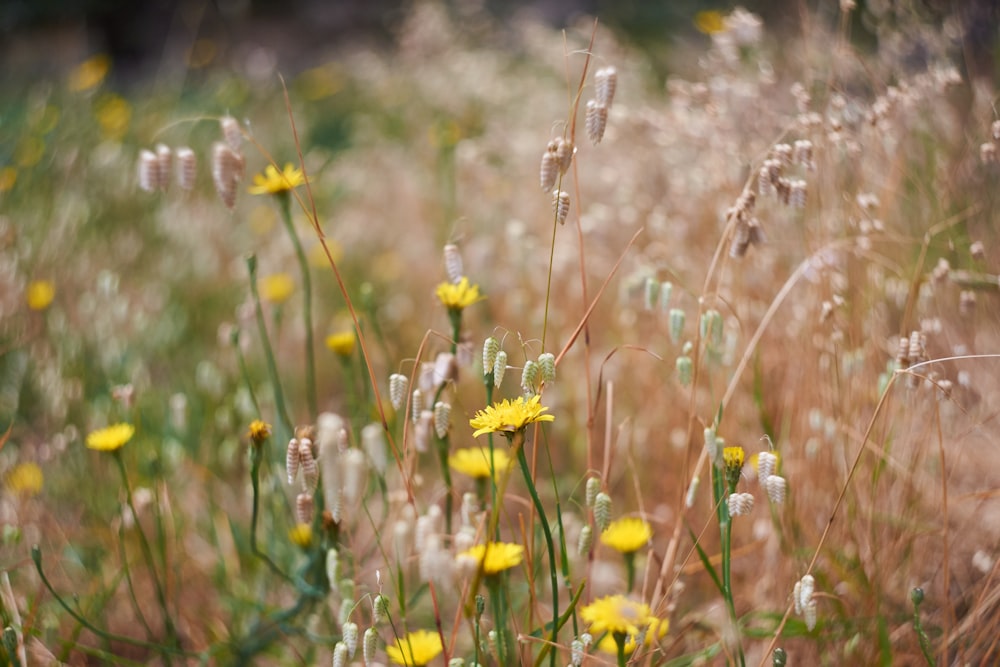 yellow petaled flowers blooming on grasses