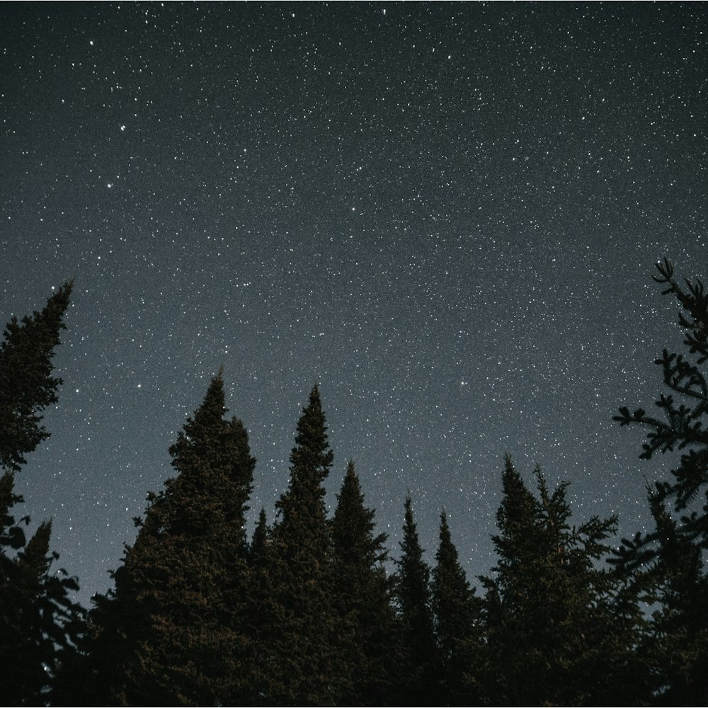 Silueta de árboles durante la noche estrellada