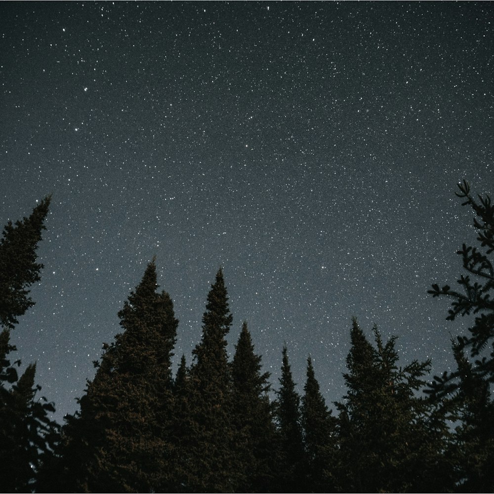 silhouette of trees during starry night