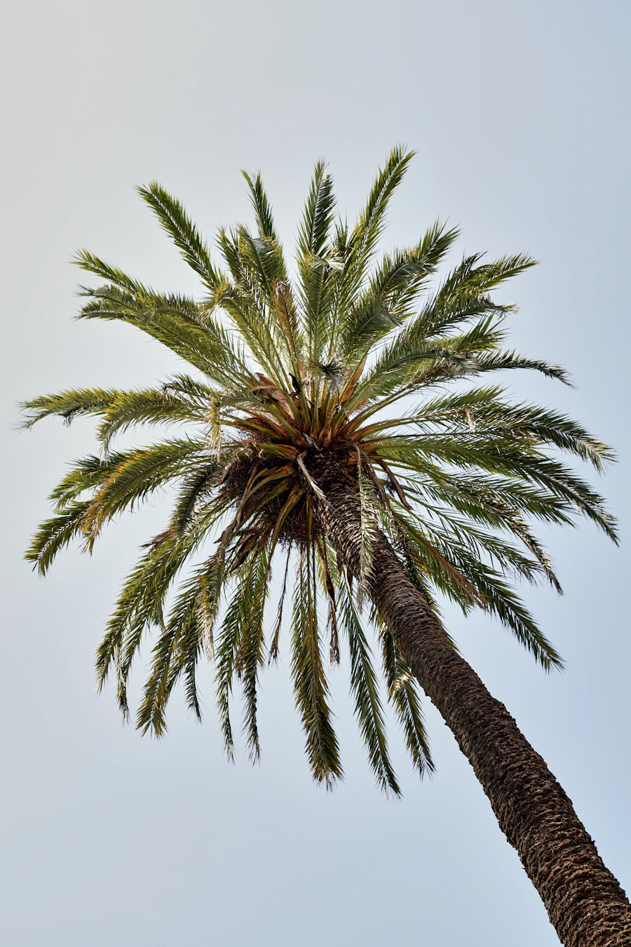 Palm tree against a clear blue sky, viewed from below