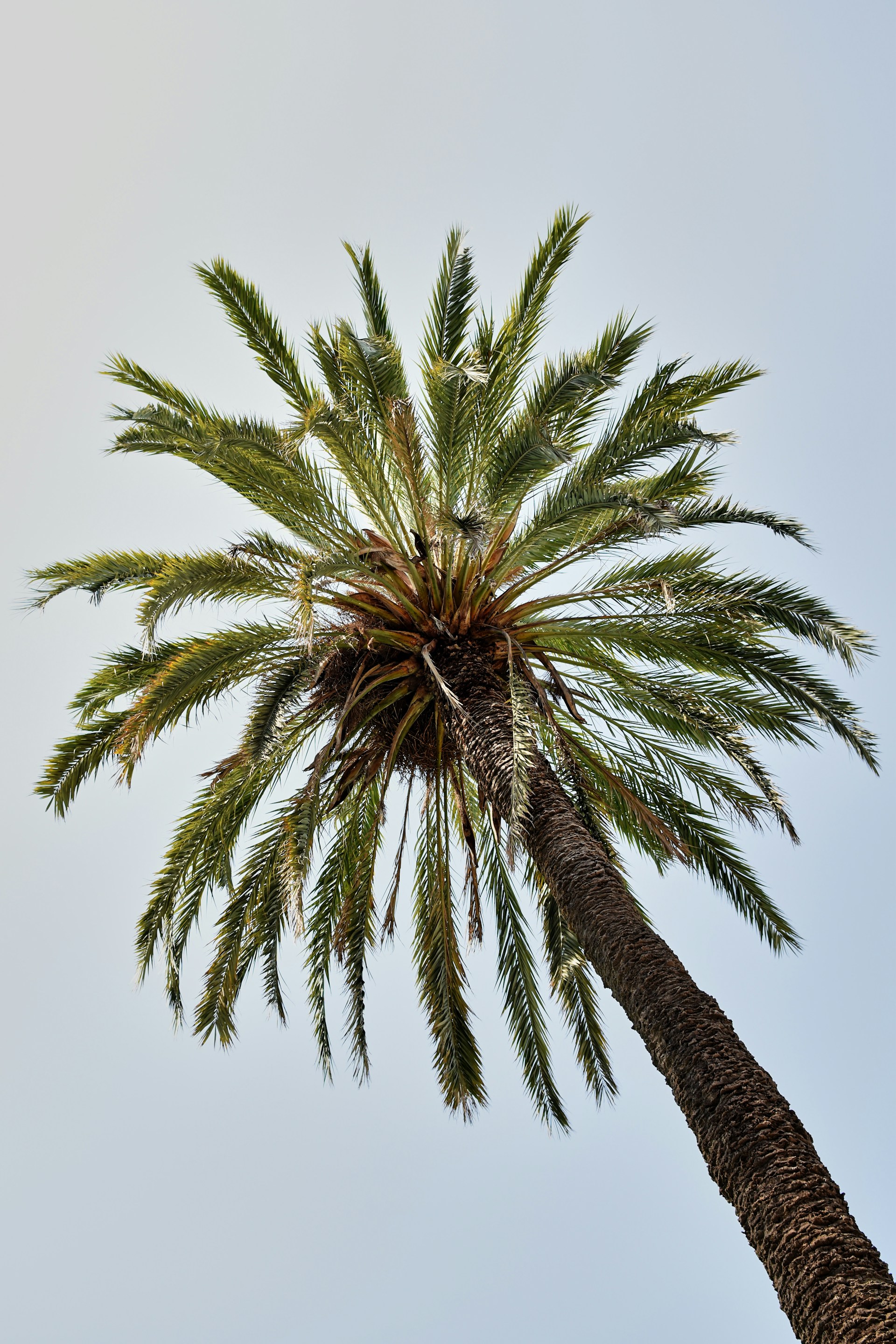 green coconut palm tree