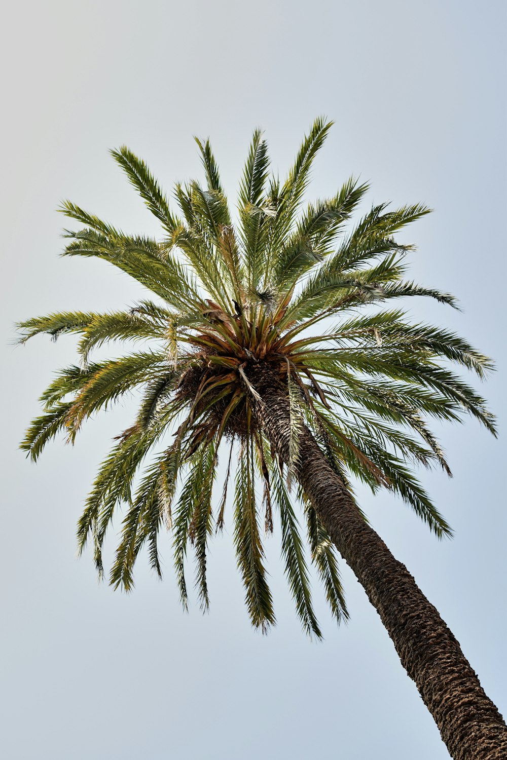 green coconut palm tree