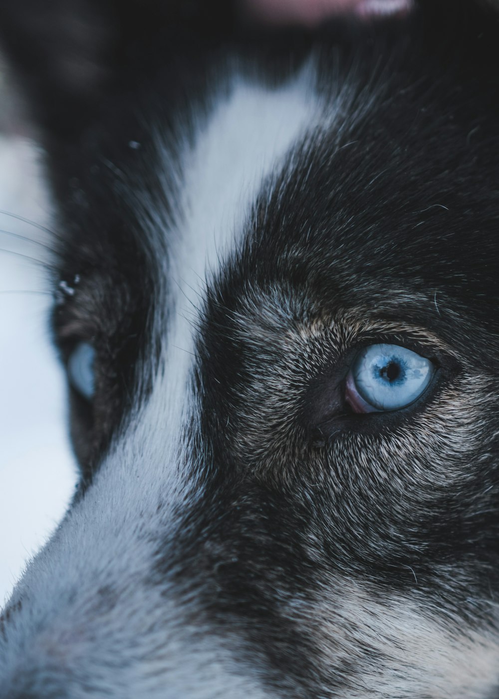 white and black dog