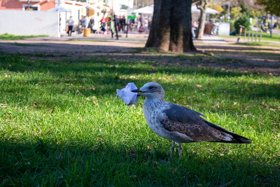 A seagull cleaning the park in Lisbon