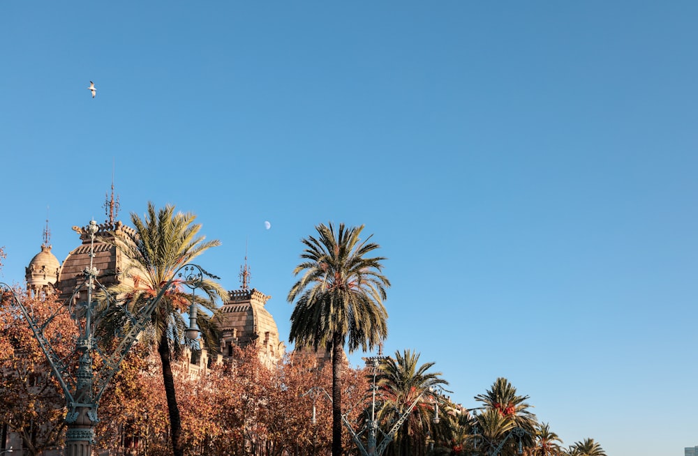 shallow focus photo of palm trees