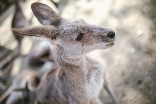 Close-up of a classic Aussie kangaroo cap resting on a rustic wooden table.