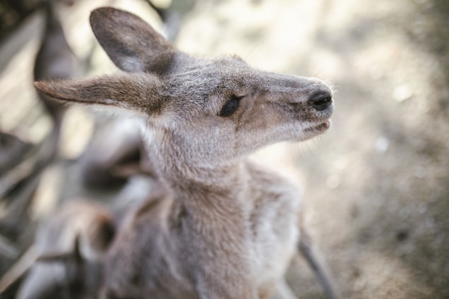A close-up of a classic Aussie kangaroo cap resting on a rustic wooden table with sunlight streaming in.