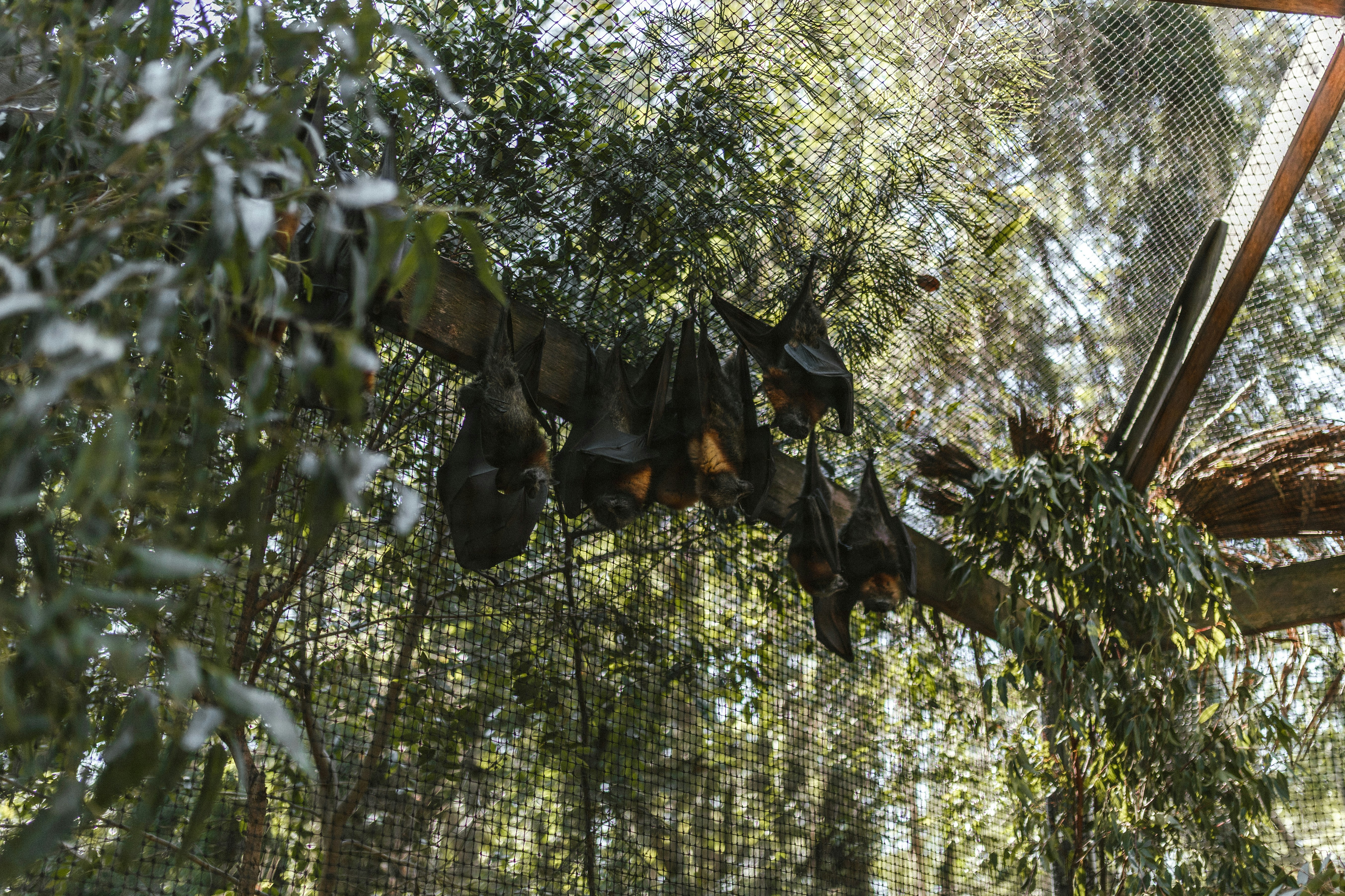 bats on wire cage