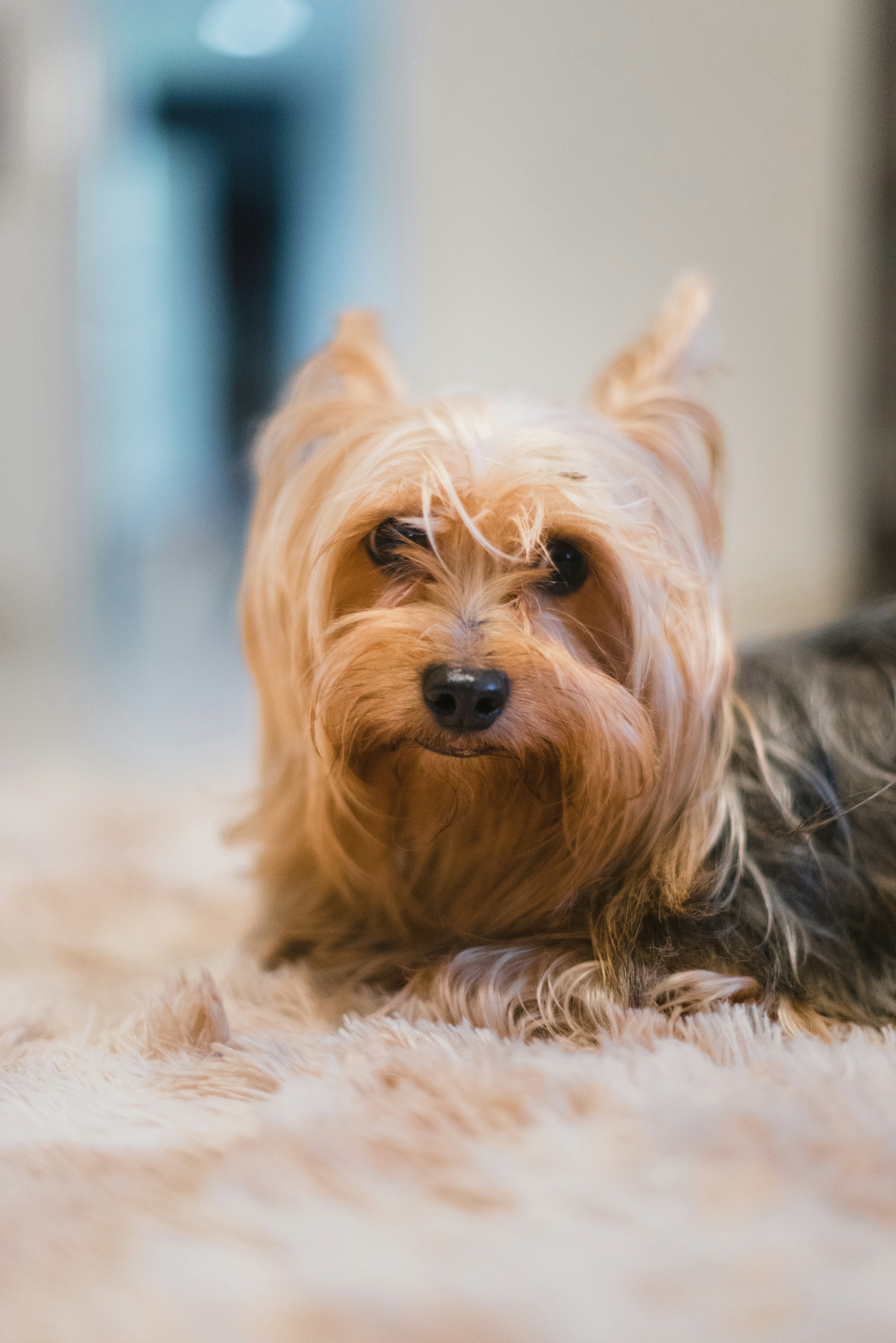 白い織物の上に横たわる大人のヨークシャー テリアの写真 Unsplashで見つける茶色の無料写真