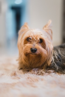 A small, fluffy dog with long, blond and black fur is lying on a soft, textured surface indoors. The background is slightly blurred, drawing focus to the dog's inquisitive eyes and pointed ears.