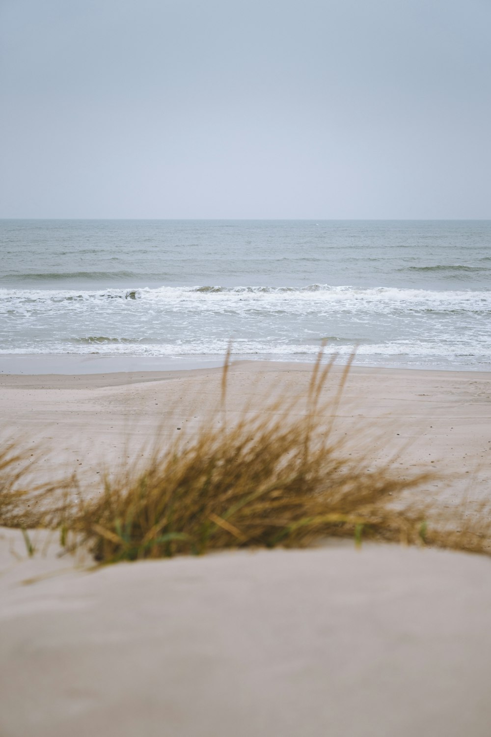 grass at beach