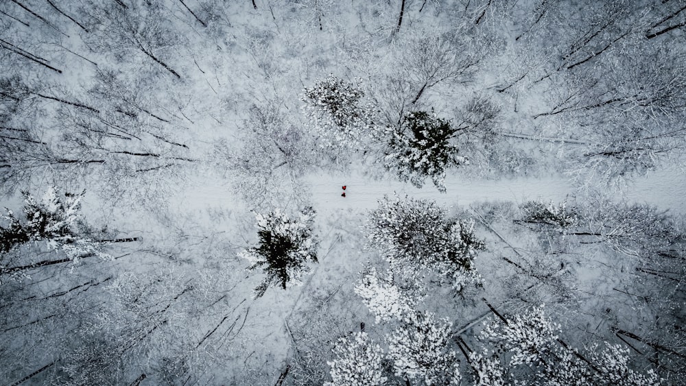 aerial photo of snow covered trees