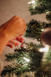 Close-up of a hand placing a Christmas tree securely into a stand.