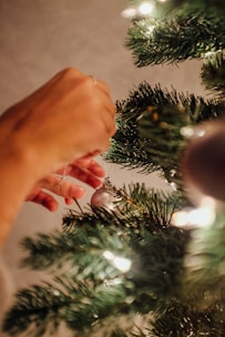 Close-up of a hand placing a Christmas tree securely into a stand.