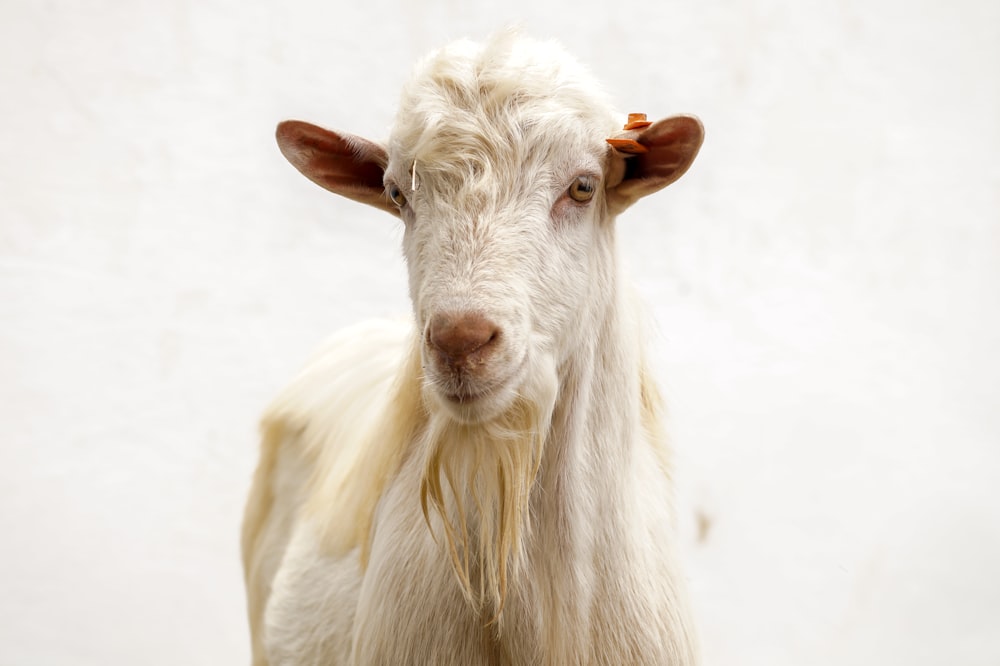 selective focus photography of white goat