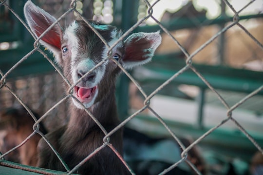 deer in the cage in Maracay Venezuela