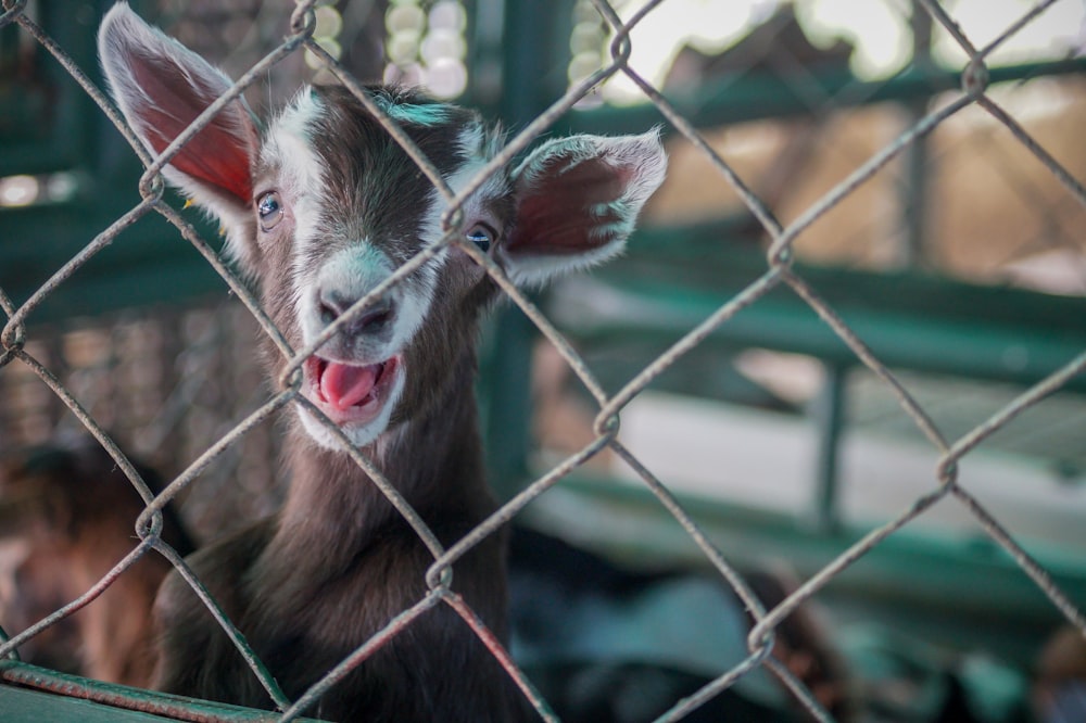 deer in the cage