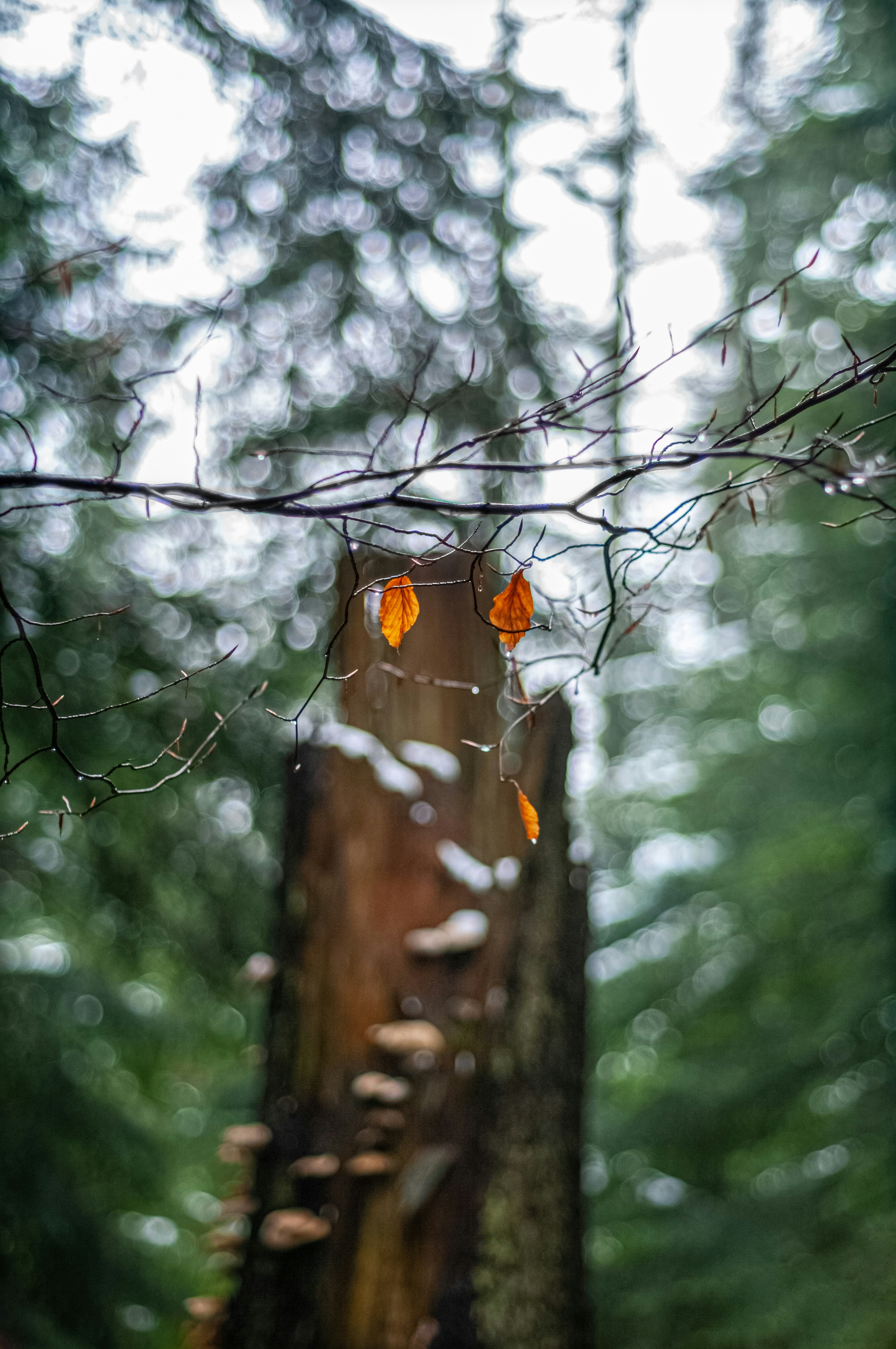 withered leaves on branch