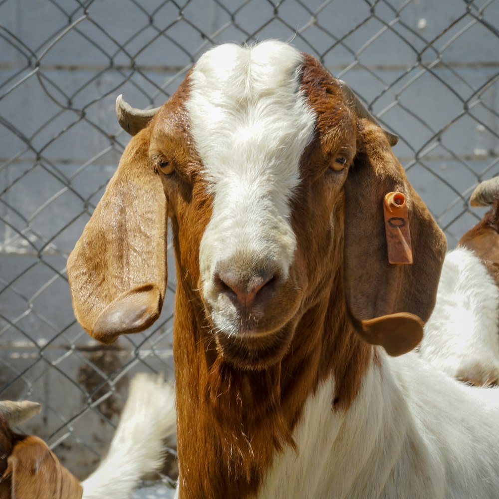 white and brown goat