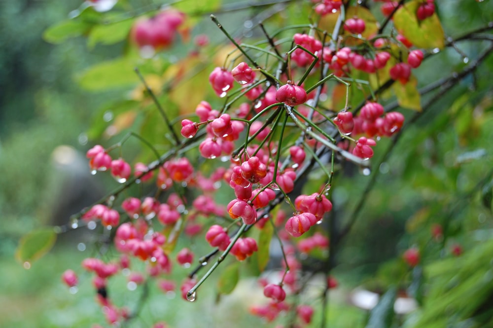 red fruits