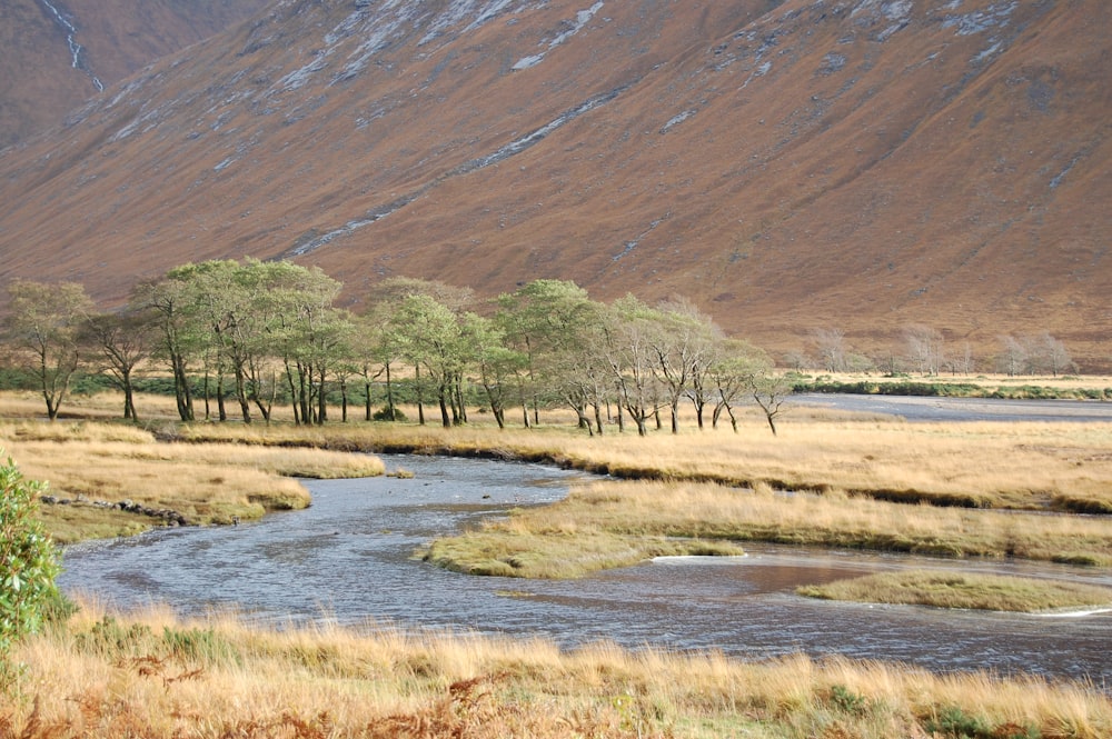 trees and river during day