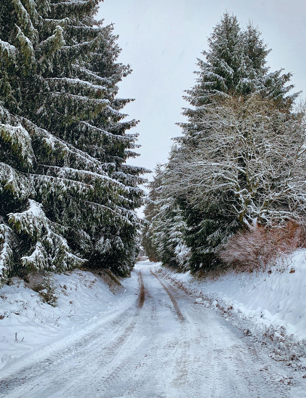 photography of empty road and pine trees during daytime