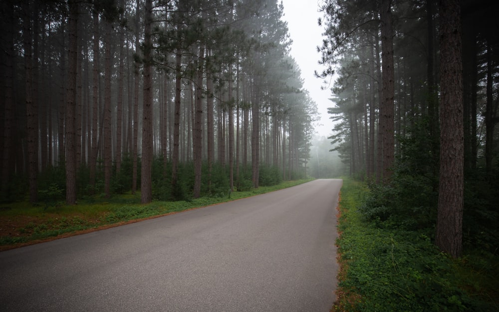 estrada entre árvores verdes durante o dia