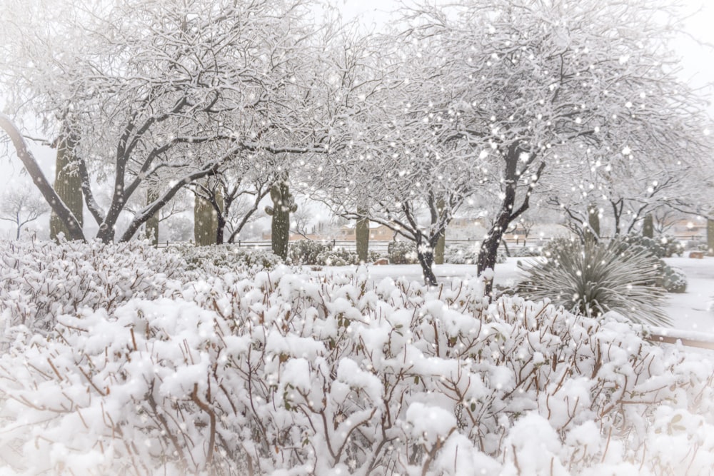 a snow covered field with trees and bushes