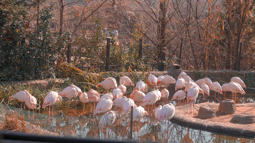 flocks of flamingo during daytime