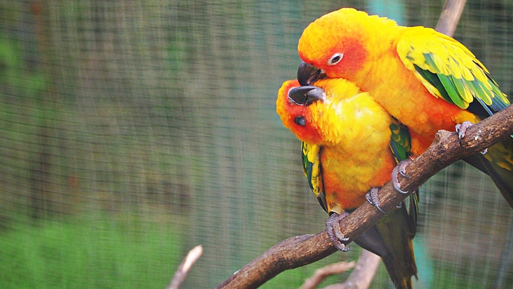 two sun parakeets