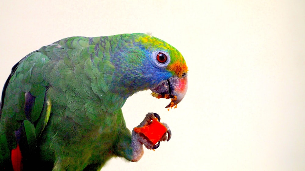 selective focus photography of of green parrot