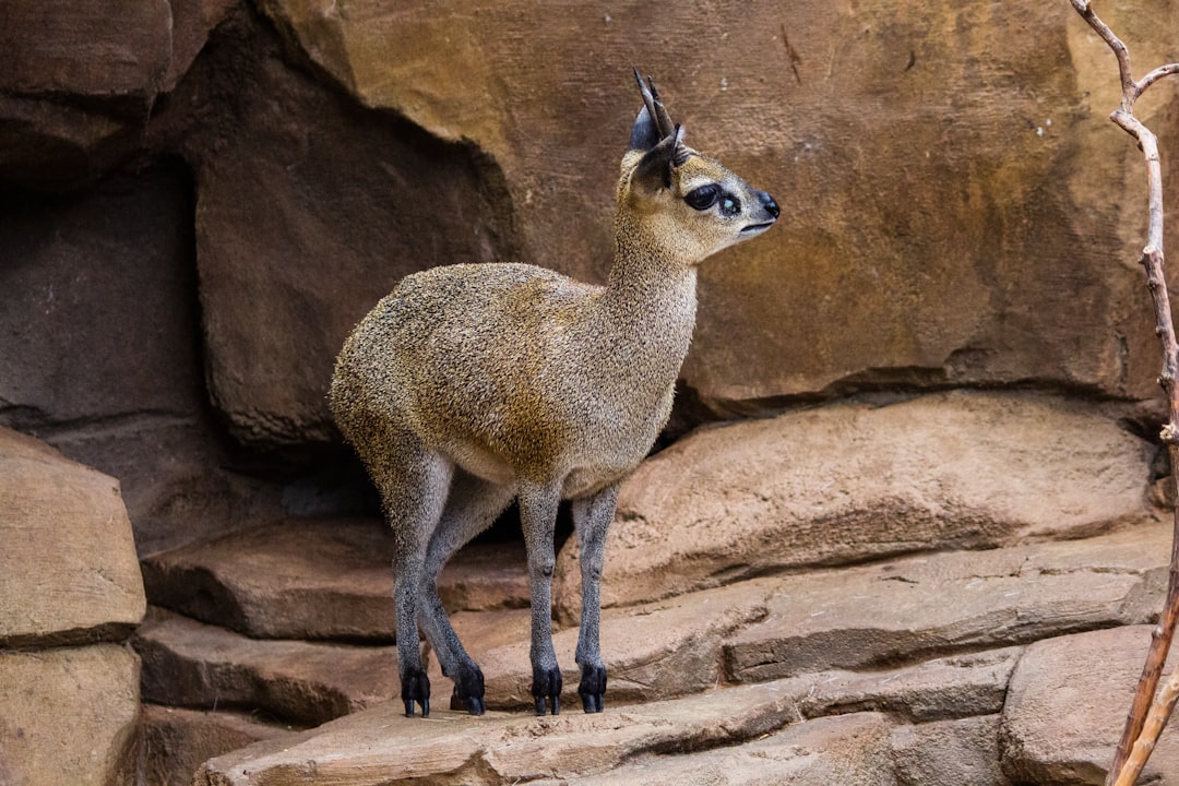 brown deer standing on rock during daytime