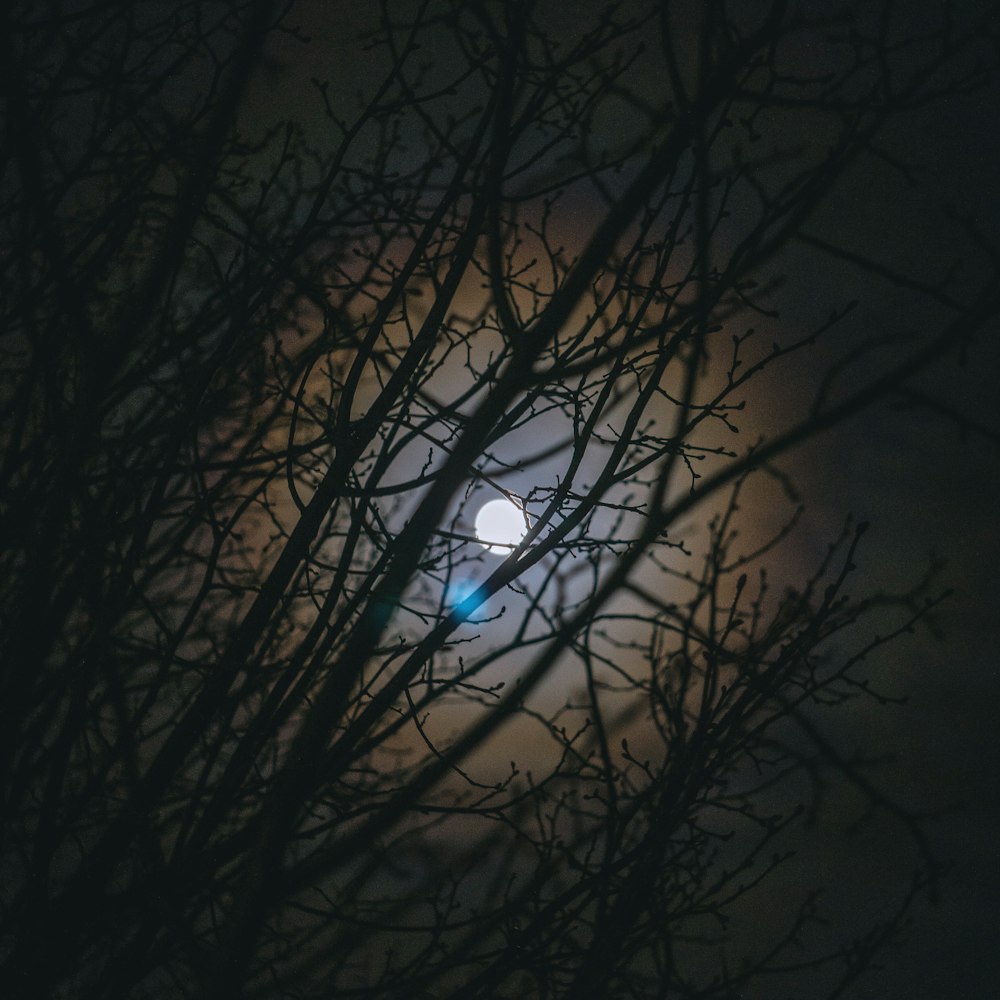 bare trees under moon at night