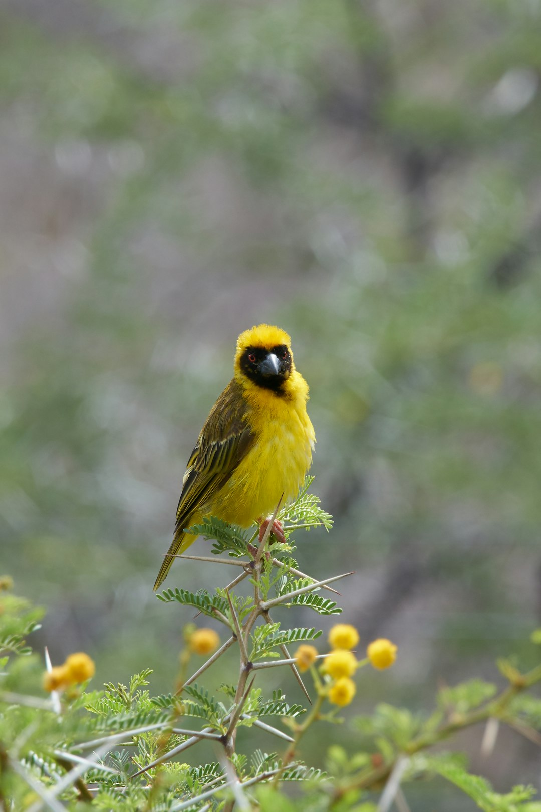 yellow and black bird photograph