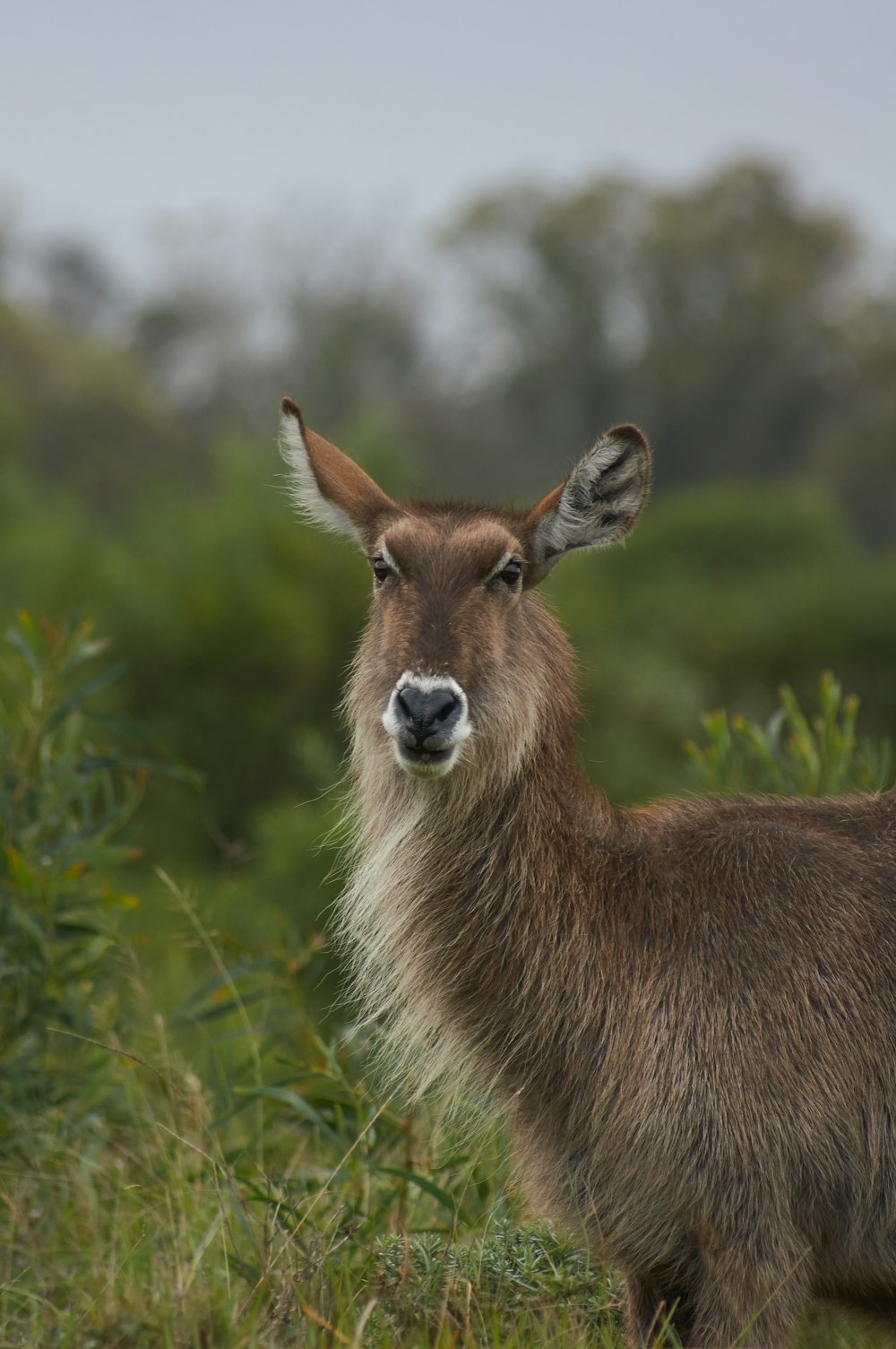 selective focus photography of brown deer during daytime