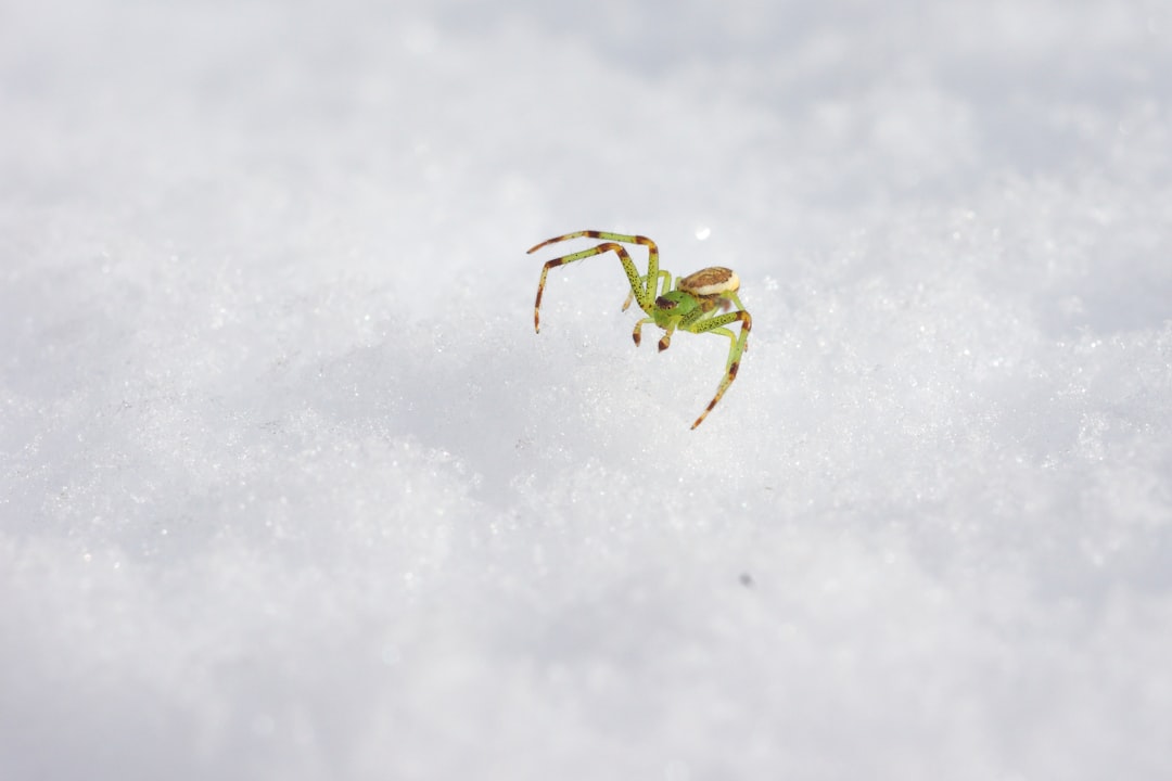 green spider on white surface