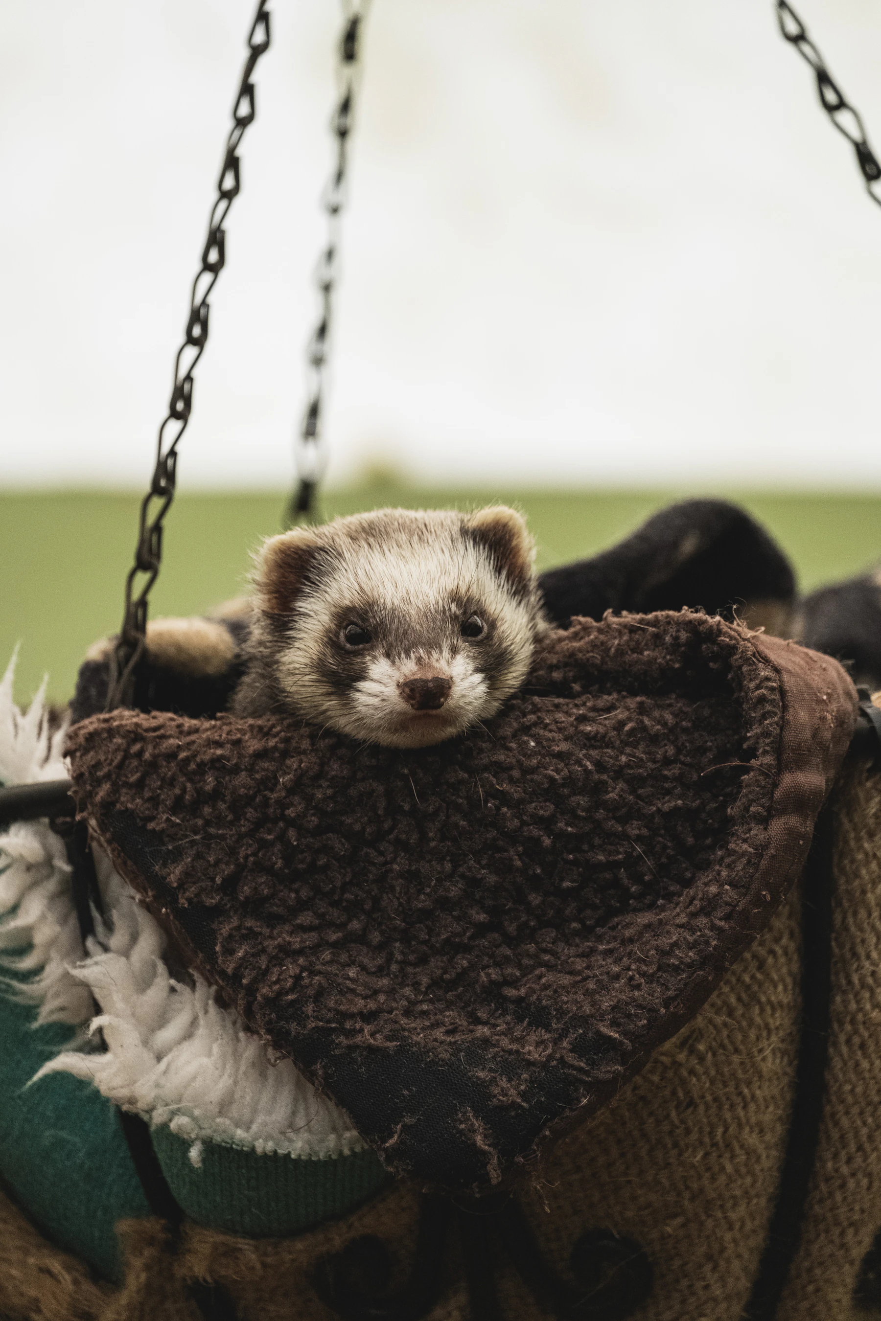 A ferret peeking out of a brown fleece hanging bed suspended on chains