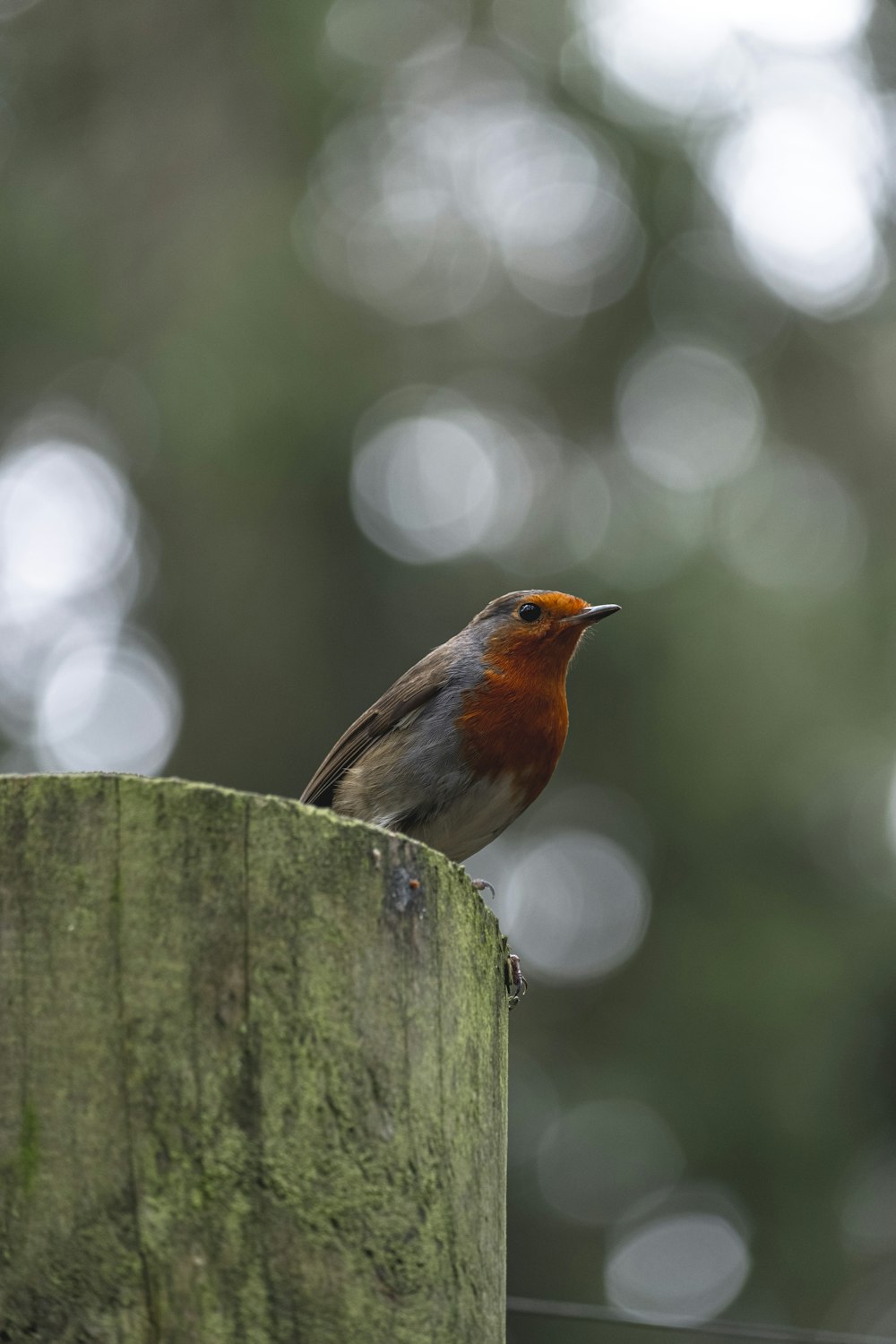 orange, brown, and gray bird perched on post during day