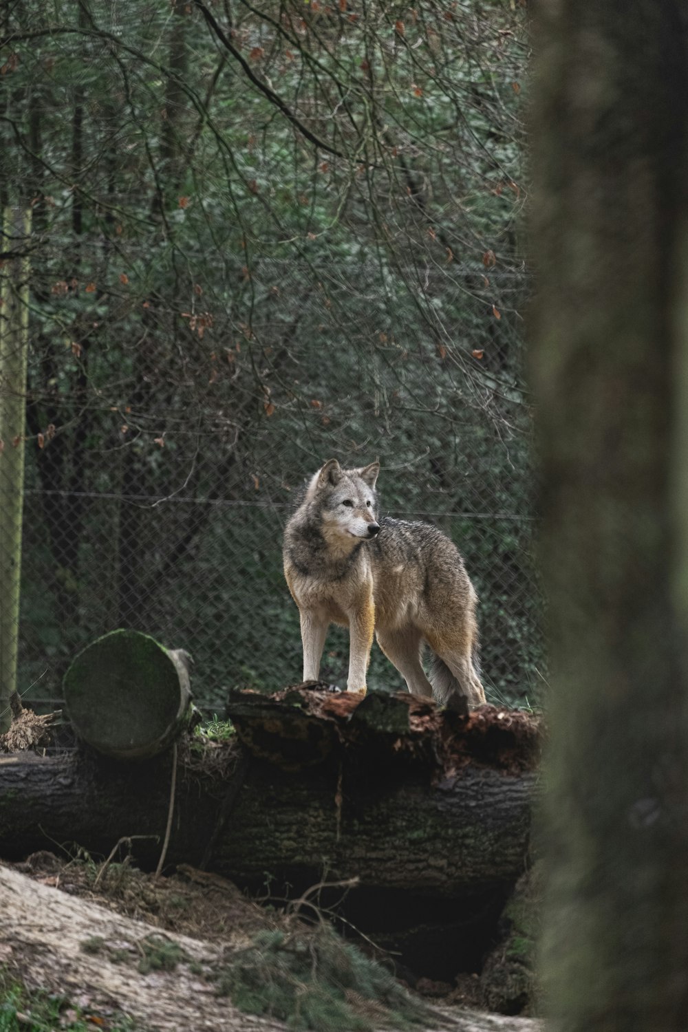 Grauer Wolf tagsüber auf umgestürztem Baum